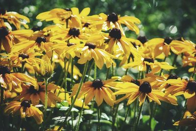 Close-up of yellow flowering plant