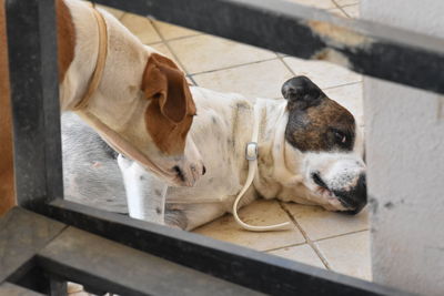 High angle view of dog sleeping on floor