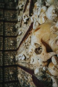 Close-up of human skull on wall