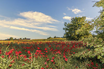 Scenic view of flowering plants on field against sky