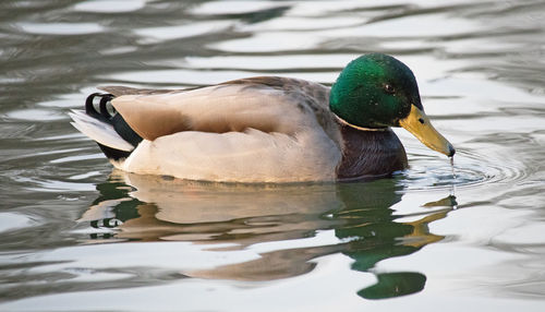 View of duck swimming in lake