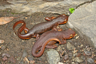 High angle view of lizard on rock