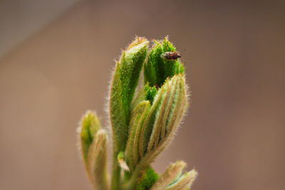 Close-up of insect on flower