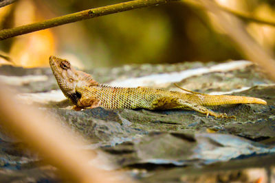 Close-up of iguana on rock