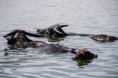 Buffaloes swimming in lake