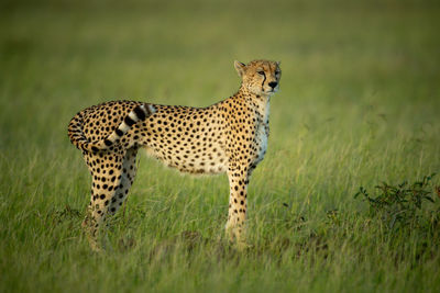 Cheetah stands staring in grass in profile