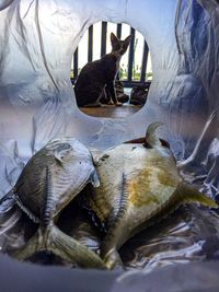 Cat relaxing on floor