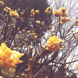 Low angle view of flower tree