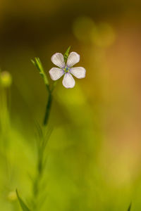 Close-up of white flowering plant