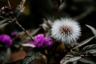 Close-up of purple flowering plant