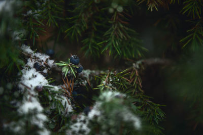 Juniper branch with juniper berries.branches and needles of juniper in close-up.christmas atmosphere