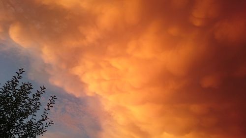 Silhouette of trees at sunset