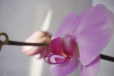 Close-up of pink flower