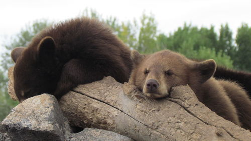 Close-up of bear on tree against sky