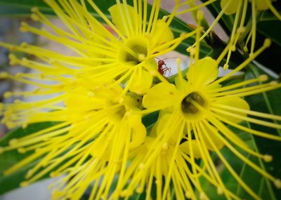 Close-up of honey bee on yellow flower