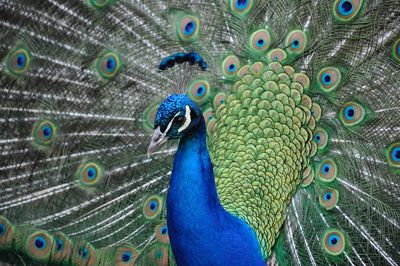 Close-up of peacock