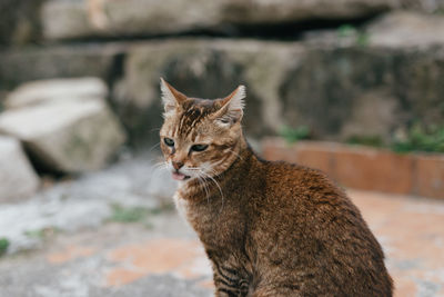 Close-up of cat on footpath