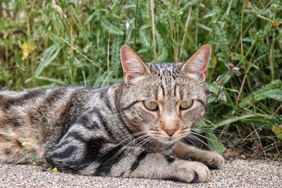 Portrait of cat lying on grass