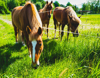 Horses grazing on field