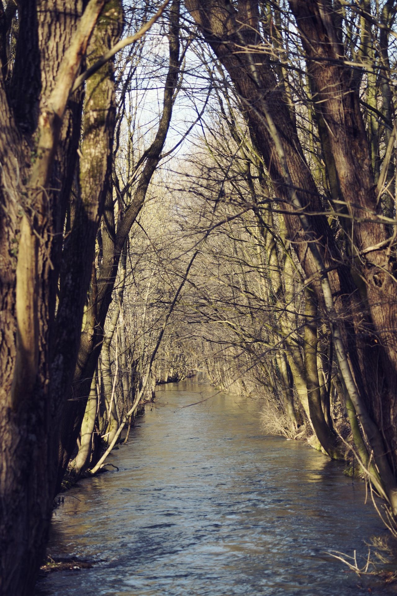 Aumeister,Englischer Garten