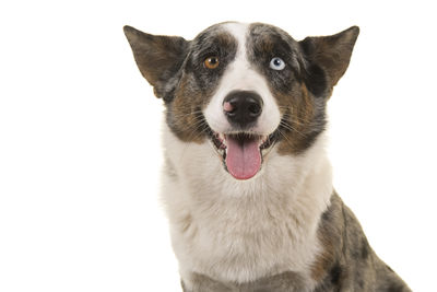 Close-up portrait of a dog over white background