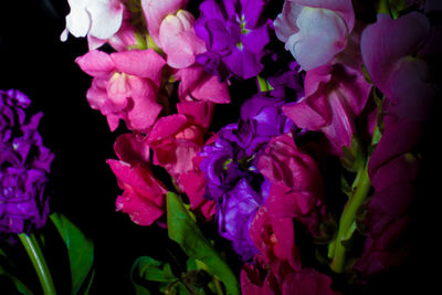 Close-up of flowers blooming outdoors