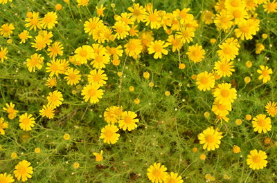 High angle view of yellow flowering plants on field