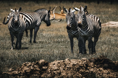 Zebras on field