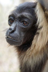 Close-up portrait of monkey