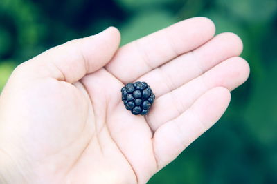 Cropped hand holding blackberry