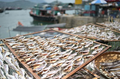 High angle view of fish on shore