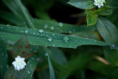 Close-up of wet plant leaves during rainy season