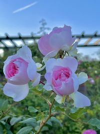 Close-up of pink rose
