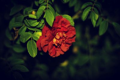 Close-up of flower growing on plant