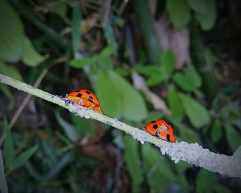 Close-up of ladybug on leaf