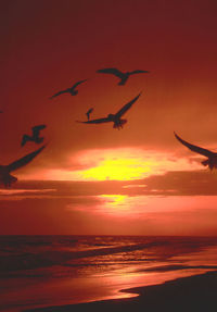 Silhouette birds flying over sea against orange sky