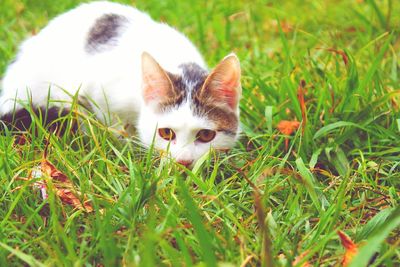 Close-up portrait of kitten on grass