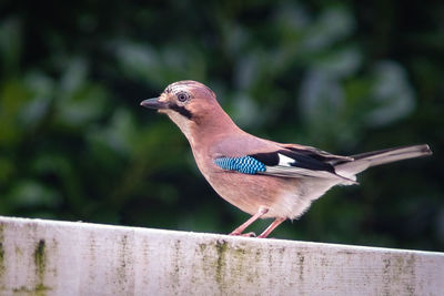 Close-up of bird perching on wooden railing