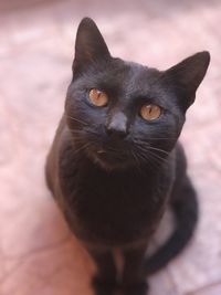 Close-up portrait of black cat