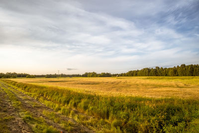 Scenic view of agricultural field against sky