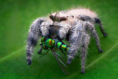 Close-up of insect on green leaf