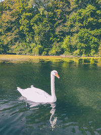 Swan swimming in lake