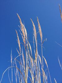 Low angle view of reed against clear blue sky