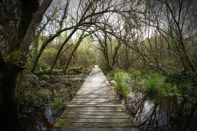 Boardwalk amidst trees in forest