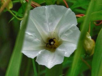 Close-up of insect on flower