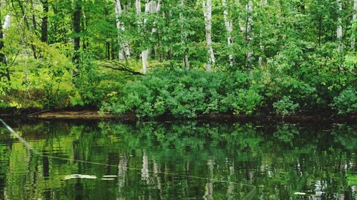 Scenic view of lake in forest