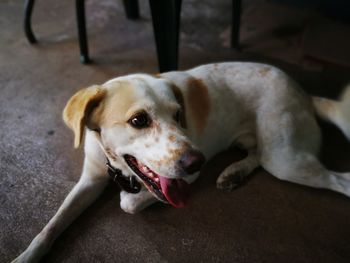 High angle portrait of a dog