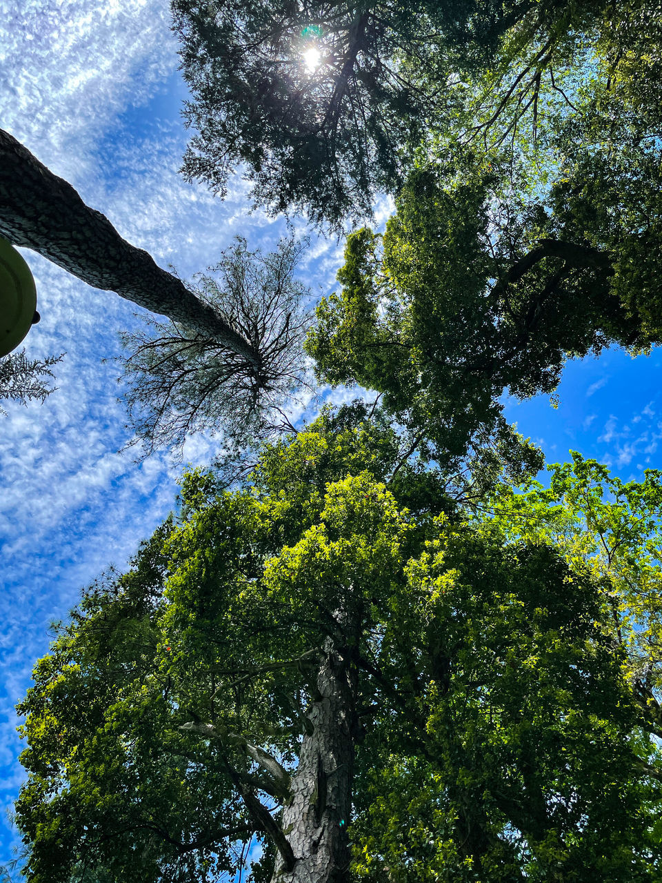 DIRECTLY BELOW SHOT OF TREES AGAINST SKY