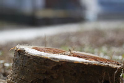 Close-up of wooden log on field