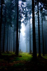 Trees in forest against sky